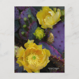 Lila Kakteen-Pantolblumen Postkarte
