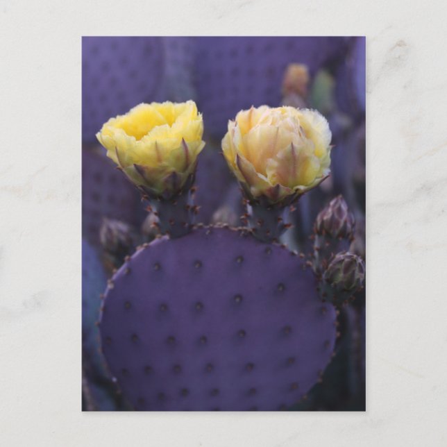 Lila Kaktus Blume Gelbe Blüten Postkarte (Vorderseite)