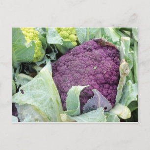 Lila Kauliblume Postkarte