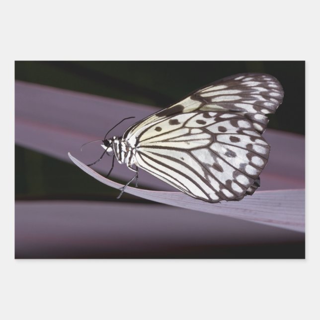 Lila Kite-Schmetterling Geschenkpapier Set (Vorderseite)