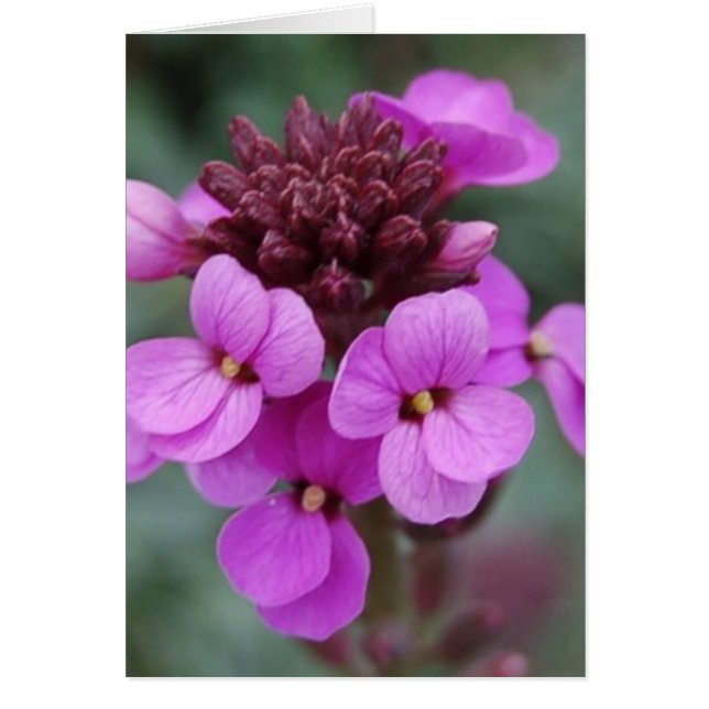 lila Knospen (Vorne)