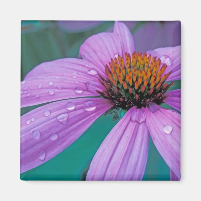 Lila Kone-Blume mit Wassertropfen Magnet (Vorne)