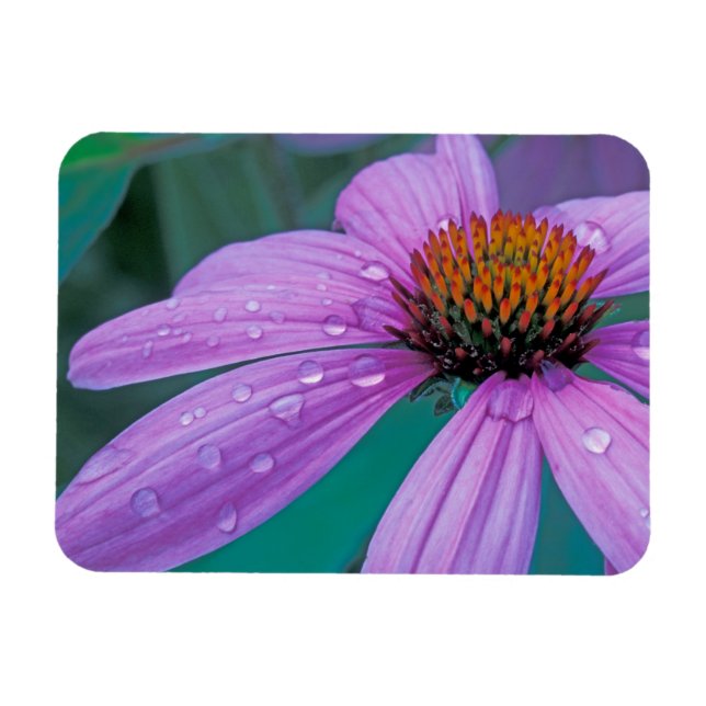 Lila Kone-Blume mit Wassertropfen Magnet (Horizontal)