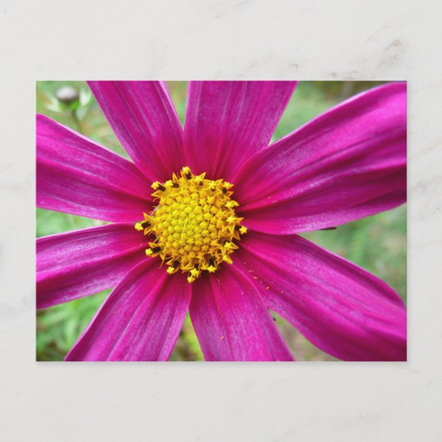 Lila Kosmos-Wildblume Postkarte (Vorderseite)