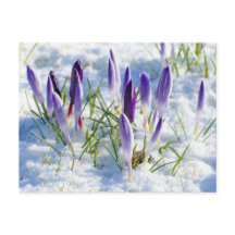 Lila Krokus-Blume im Schnee Frost