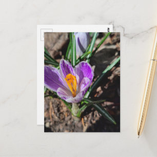 Lila Krokus Erste Blume des Jahres 2026 Postkarte