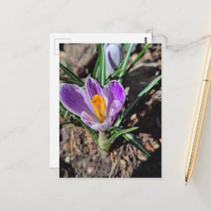 Lila Krokus Erste Blume des März 2026 Postkarte