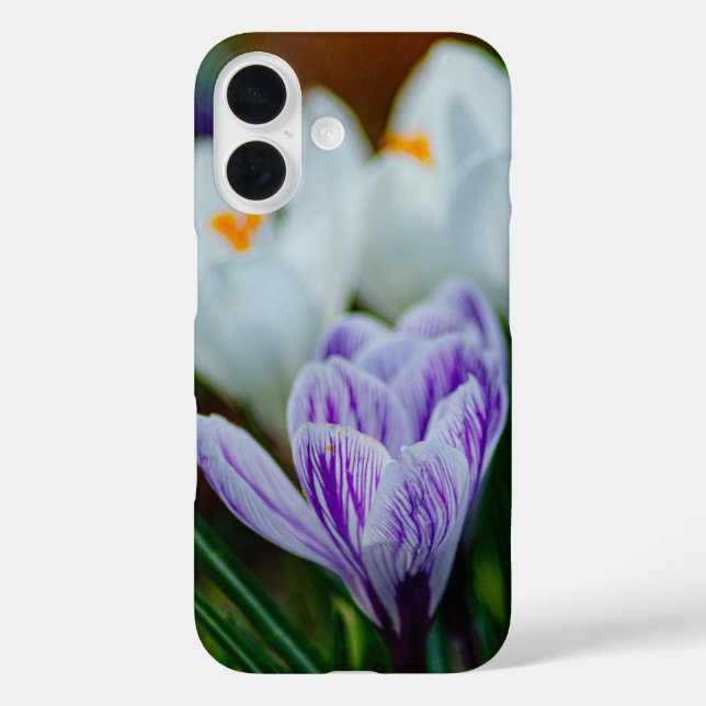 Lila Krokus Frühlingsblumen iPhone 16 Hülle (Rückseite)