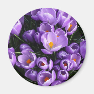 Lila Krokus-Kühlschrank-Magnet Magnet