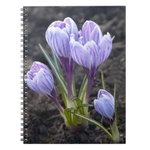 LILA KROKUS NOTIZBLOCK