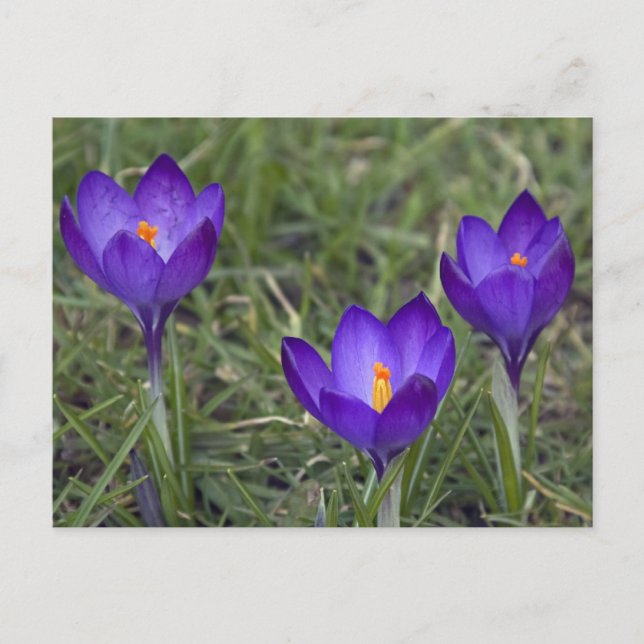 lila Krokus Postkarte (Vorderseite)