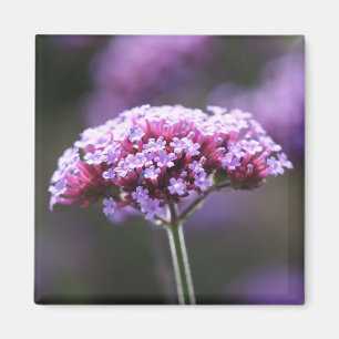 Lila Kühlschrankmagnet Verbena Floral