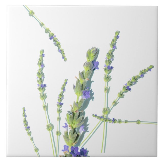 Lila Lavendel-Blume-Blume Fliese (Vorderseite)