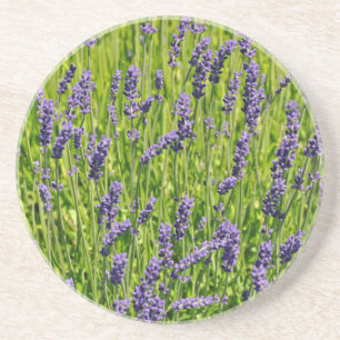 Lila Lavendel-Blume Getränkeuntersetzer