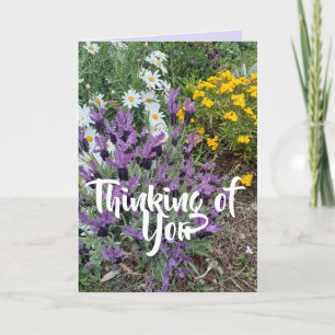 Lila Lavendel Gänseblümchen Blumen Florales Für Di Karte