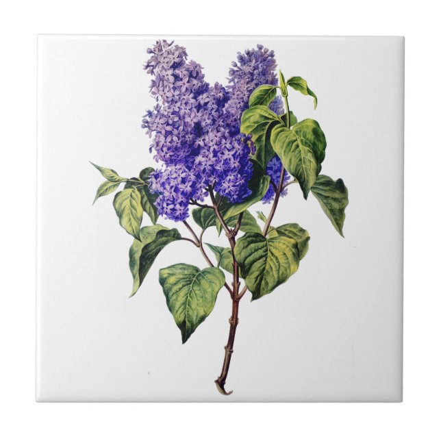 Lila Lavendel Gezeichnet aus der Natur Fliese (Vorderseite)