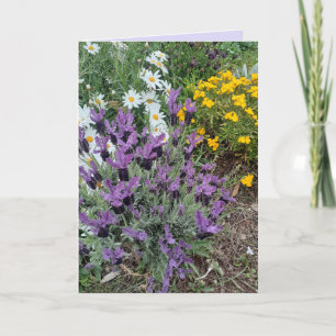 Lila Lavendel- und Gänseblümchen-Blumengrüße Karte
