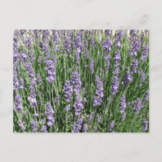 Lila Lavender Delight Postkarte