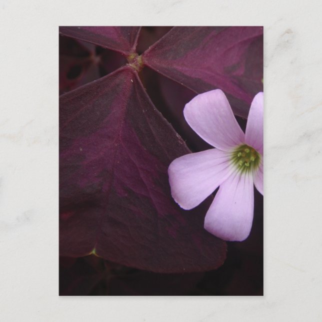 Lila Leaf Kleeblatt Blume Postkarte (Vorderseite)