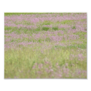 Lila Leidenschaft 10 x photographischer Druck 8