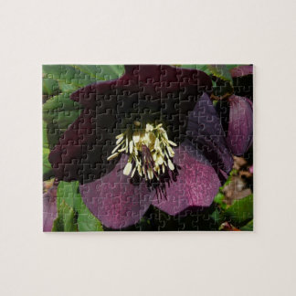 Lila Lenten Rose Ostern Blume