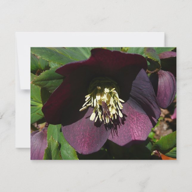 Lila Lenten Rose Ostern Blume Feiertagskarte (Vorderseite)