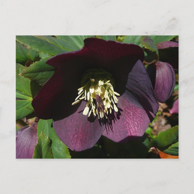 Lila Lenten Rose Ostern Blume Feiertagspostkarte (Vorderseite)