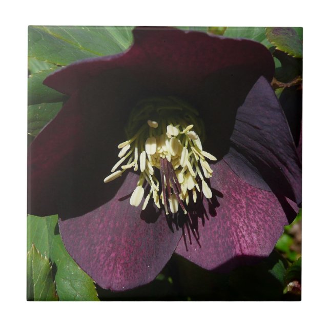 Lila Lenten Rose Ostern Blume Fliese (Vorderseite)