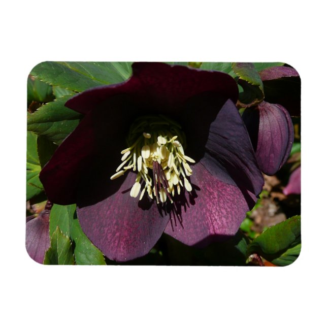 Lila Lenten Rose Ostern Blume Magnet (Horizontal)