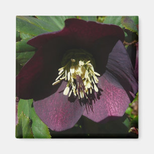 Lila Lenten Rose Ostern Blume Magnet