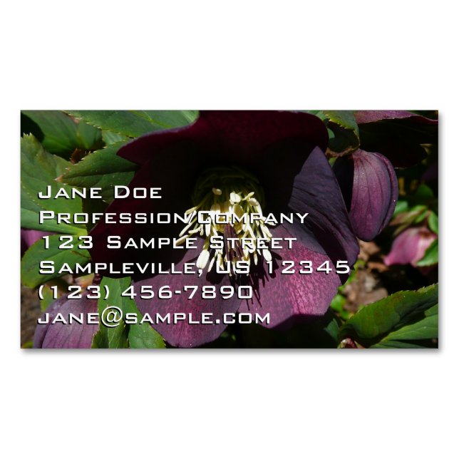 Lila Lenten Rose Ostern Blume Magnetische Visitenkarte (Vorderseite)