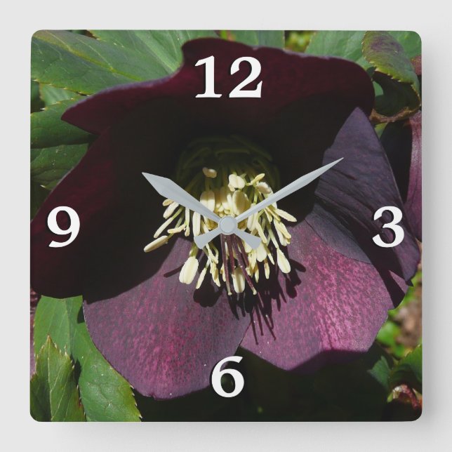 Lila Lenten Rose Ostern Blume Quadratische Wanduhr (Vorderseite)