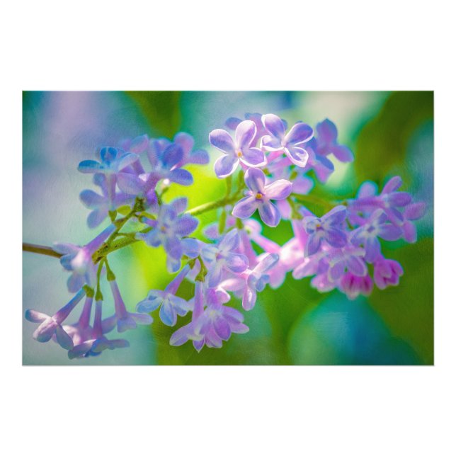 Lila Lilac-Blume Fotodruck (Vorne)