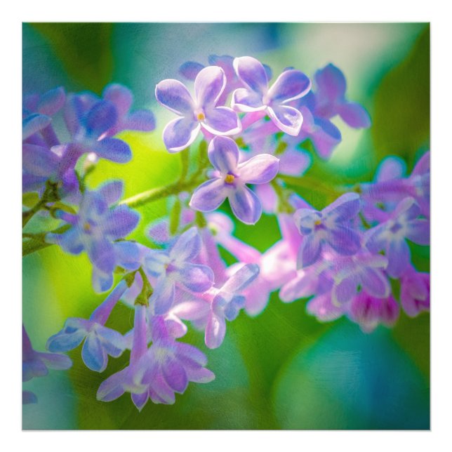 Lila Lilac-Blume Fotodruck (Vorne)