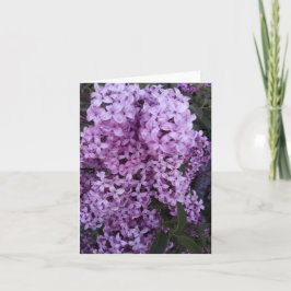 Lila Lilac-Blume Fotografie Karte