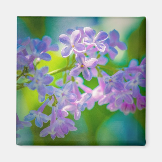 Lila Lilac-Blume Magnet (Vorne)