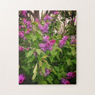 Lila Lilac Bush