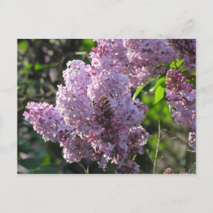Lila Lilac Postkarte