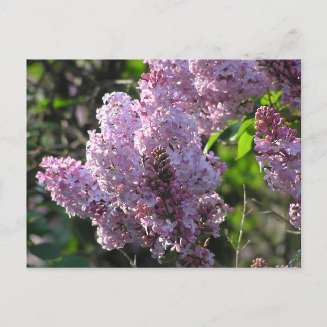 Lila Lilac Postkarte (Vorderseite)