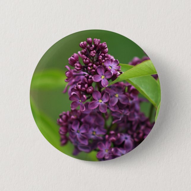 Lila Lilac-Taste Button (Vorderseite)
