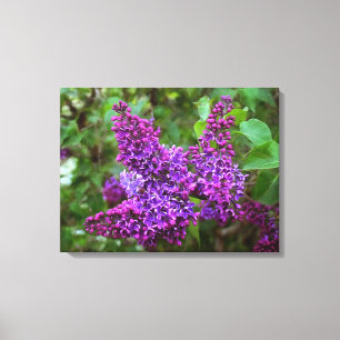 Lila Lilacs am Frühlingstag Leinwanddruck
