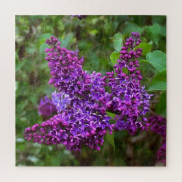 Lila Lilacs an einem Frühlingstag Acryldruck