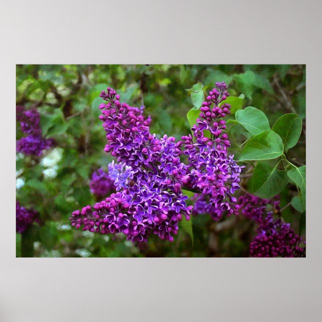 Lila Lilacs an einem Frühlingstag Poster (Vorne)
