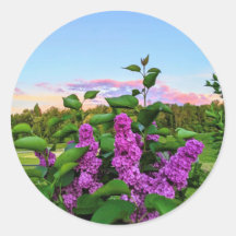 Lila Lilacs bei Sonnenuntergang