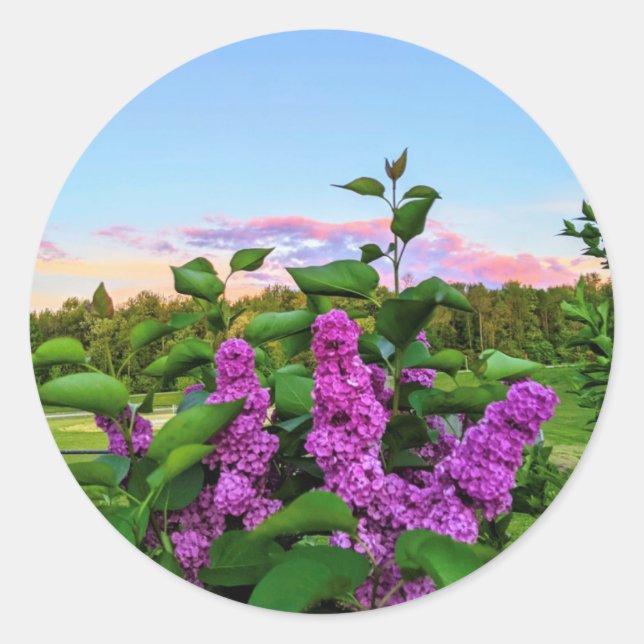 Lila Lilacs bei Sonnenuntergang Runder Aufkleber (Vorderseite)