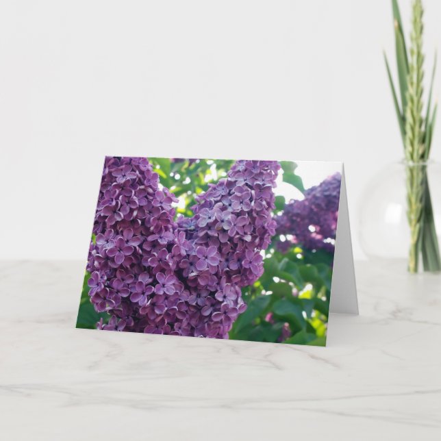 Lila Lilacs Grußkarte Karte (Vorderseite)