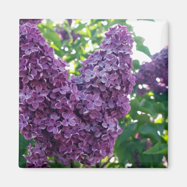 Lila Lilacs Magnet (Vorne)