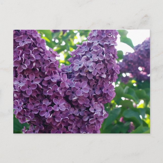 Lila Lilacs Postkarte (Vorderseite)