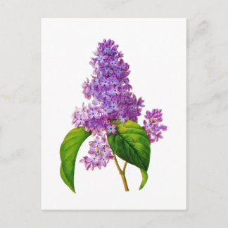 Lila Lilacs von Pierre-Joseph Redoute Postkarte