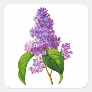 Lila Lilacs von Pierre-Joseph Redoute Quadratischer Aufkleber